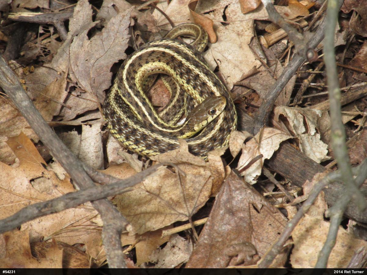 Eastern Gartersnake