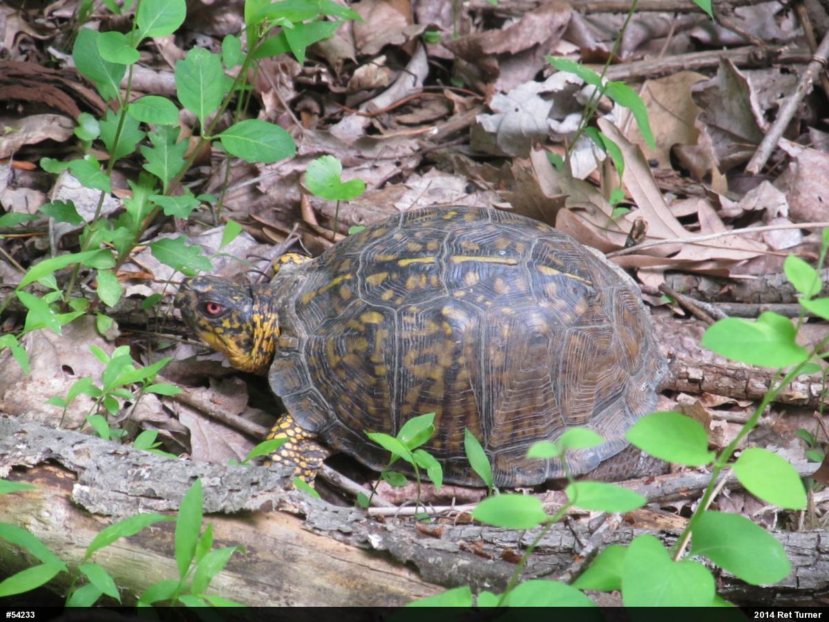 Eastern Box Turtle