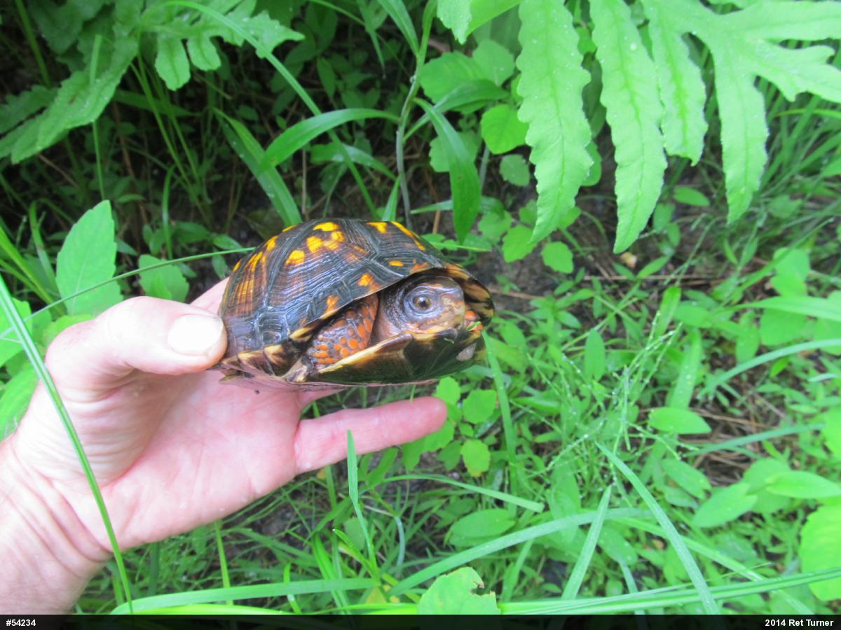 Eastern Box Turtle