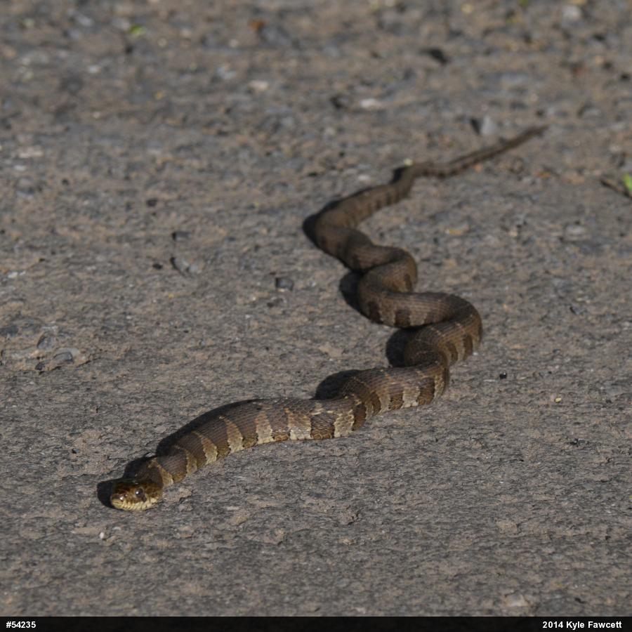 Northern Watersnake
