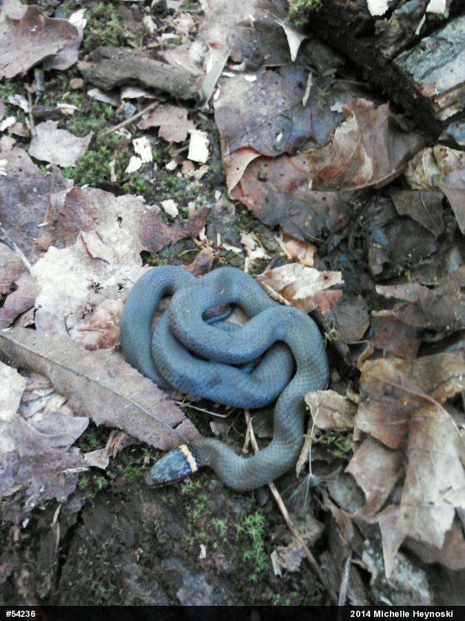 Northern Ring-necked Snake