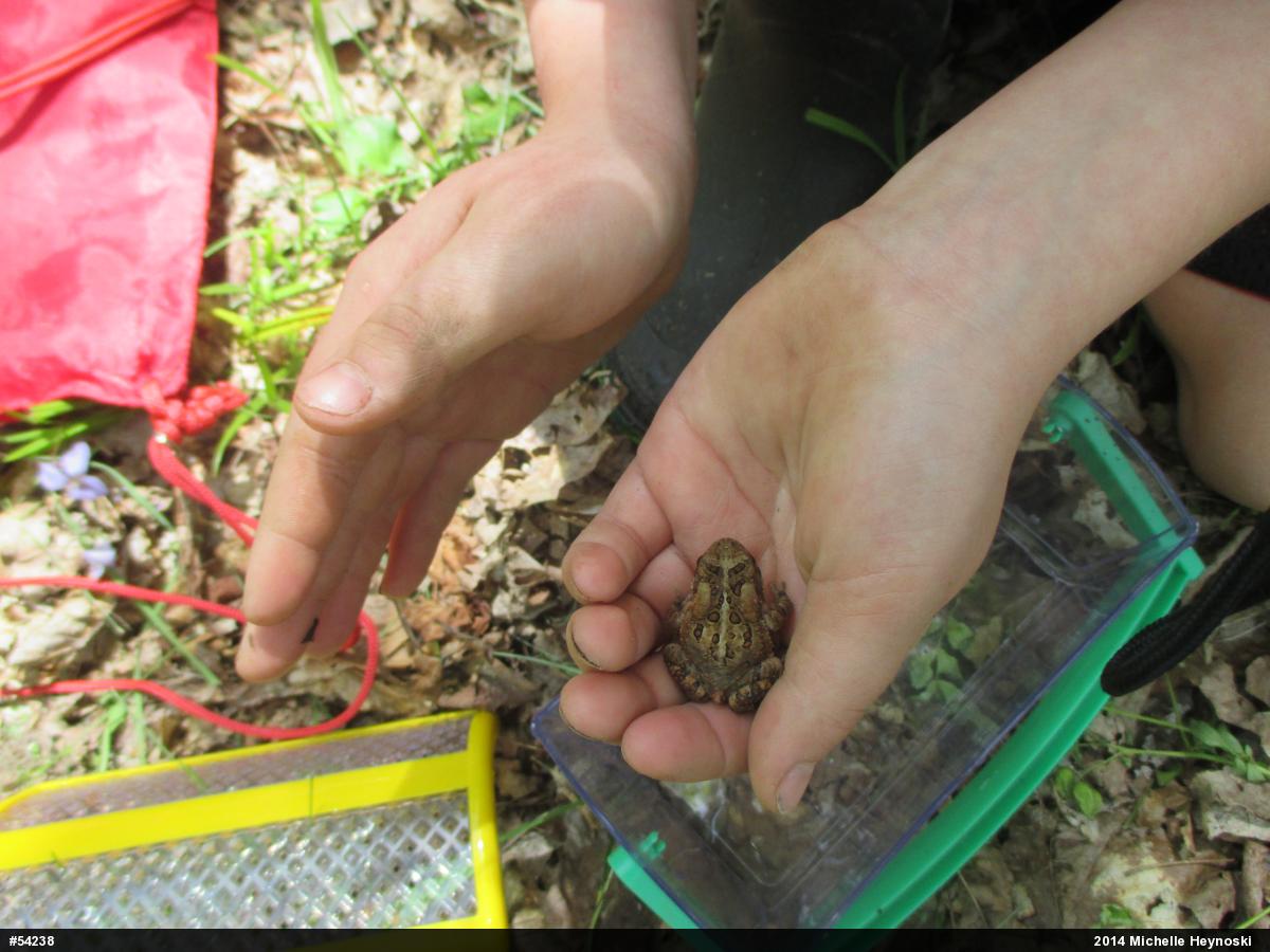 Eastern American Toad