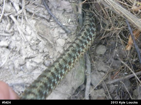 Eastern Gartersnake
