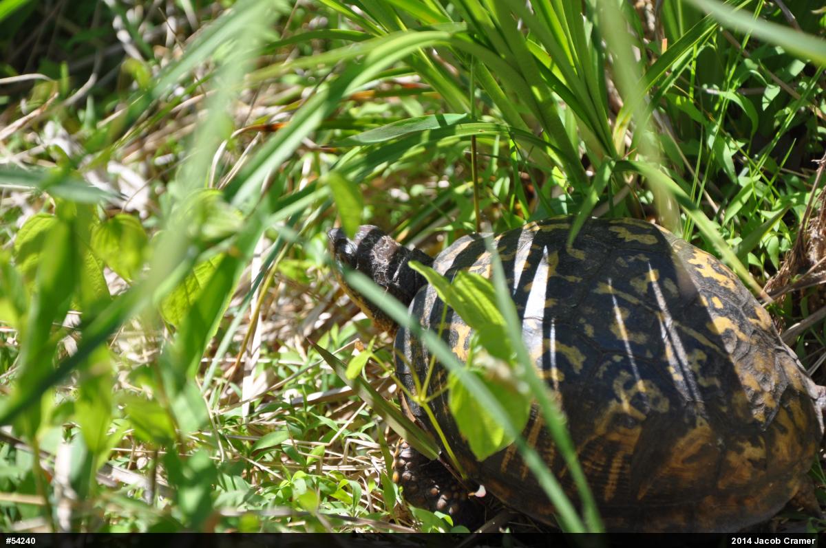 Eastern Box Turtle
