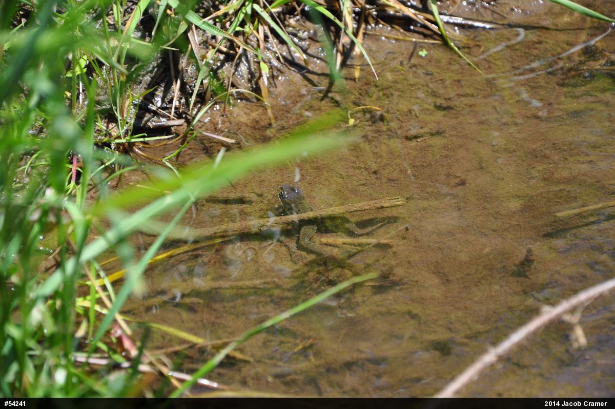 Green Frog