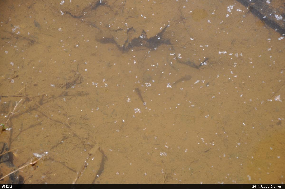 Spotted Salamander