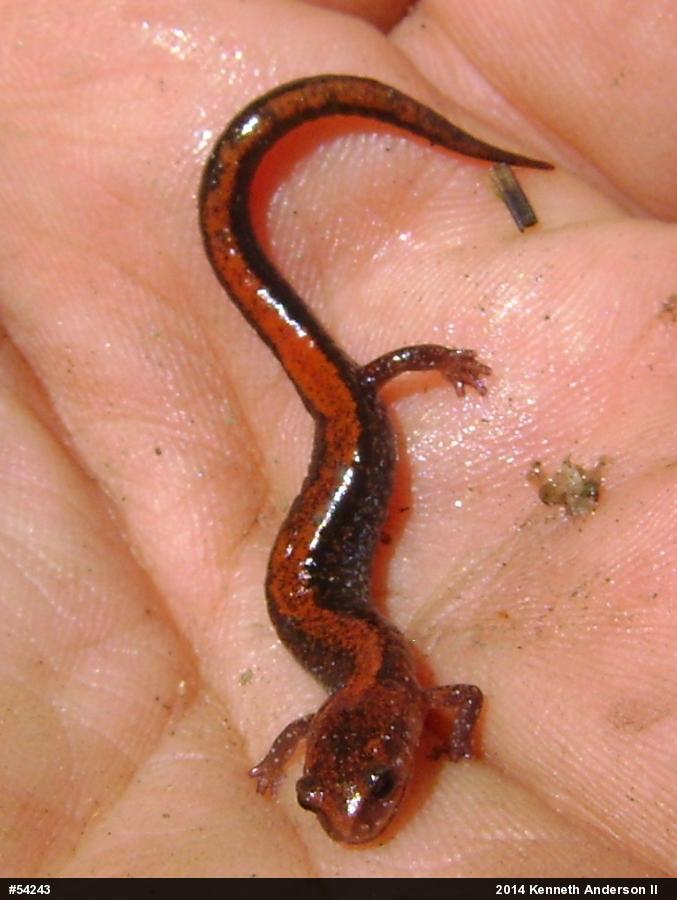 Eastern Red-backed  Salamander