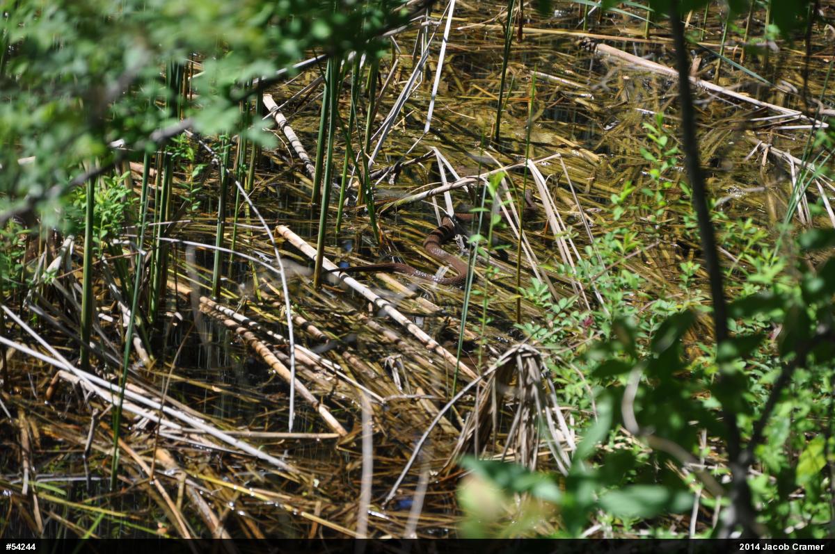 Northern Watersnake