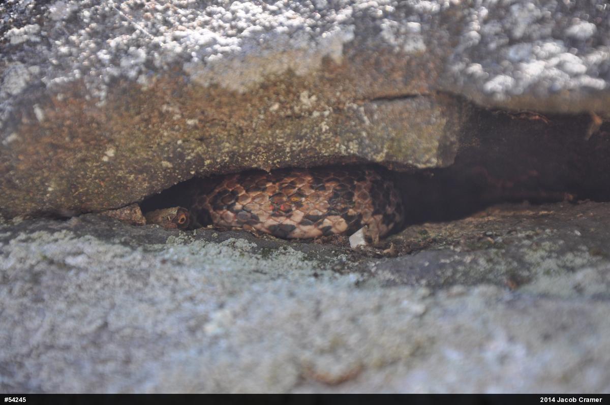 Eastern Milksnake