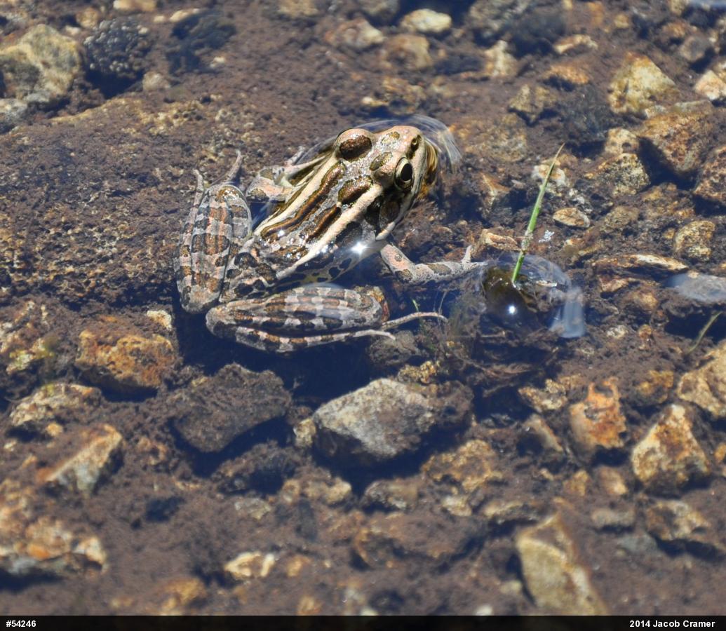 Pickerel Frog