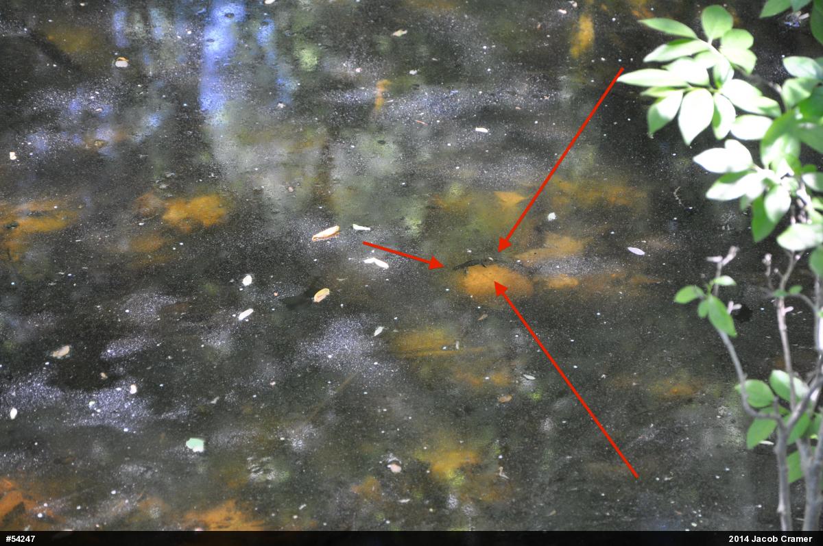 Red-spotted Newt