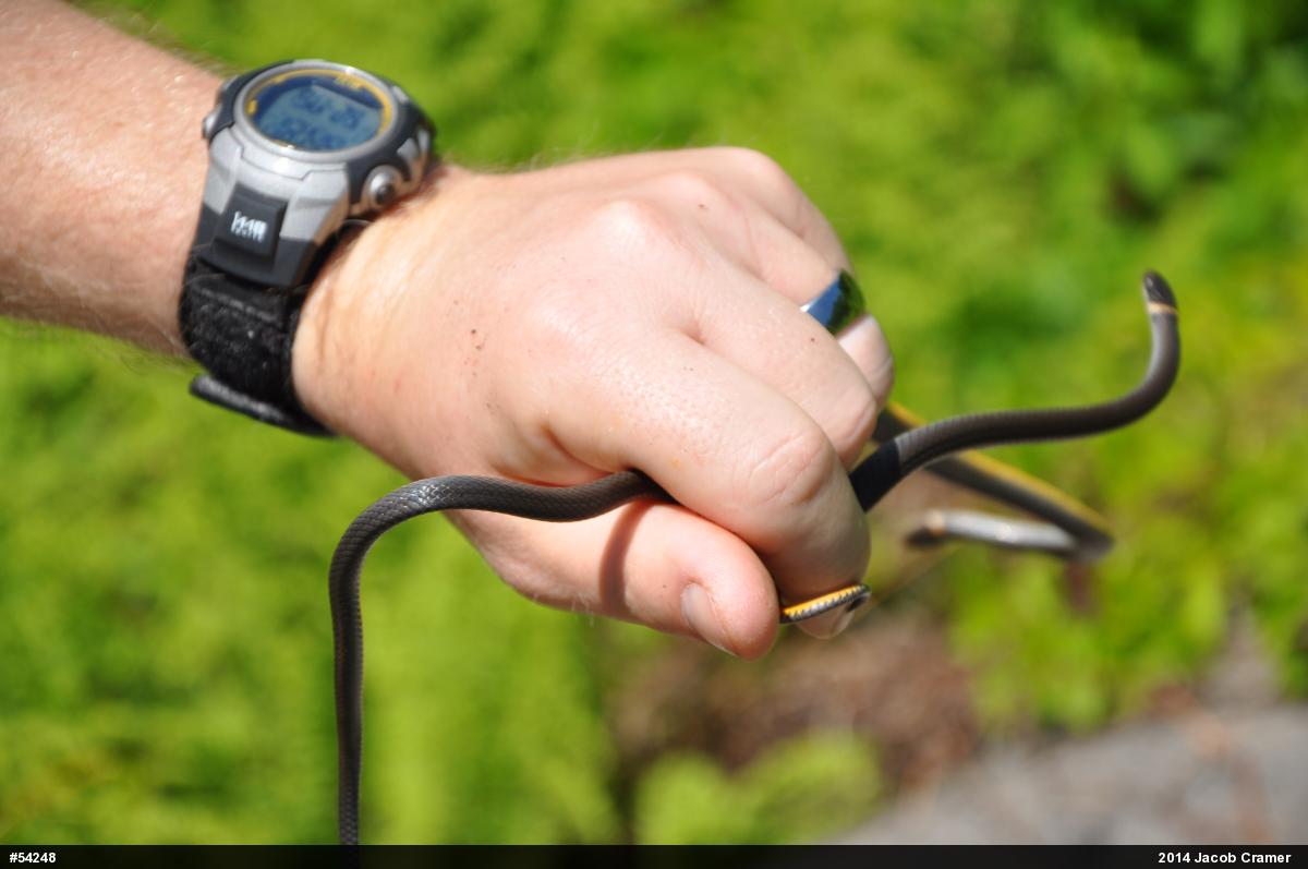 Northern Ring-necked Snake