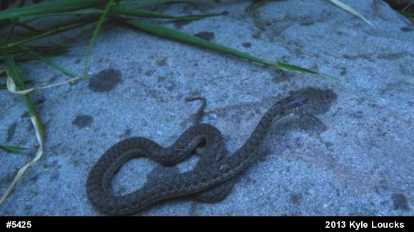 Eastern Gartersnake