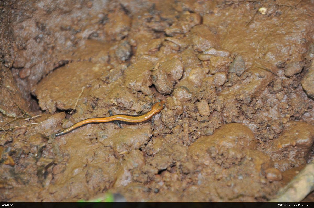Eastern Red-backed  Salamander