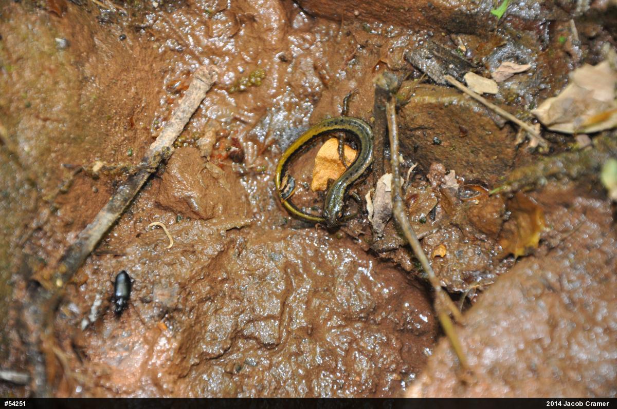 Northern Two-lined Salamander