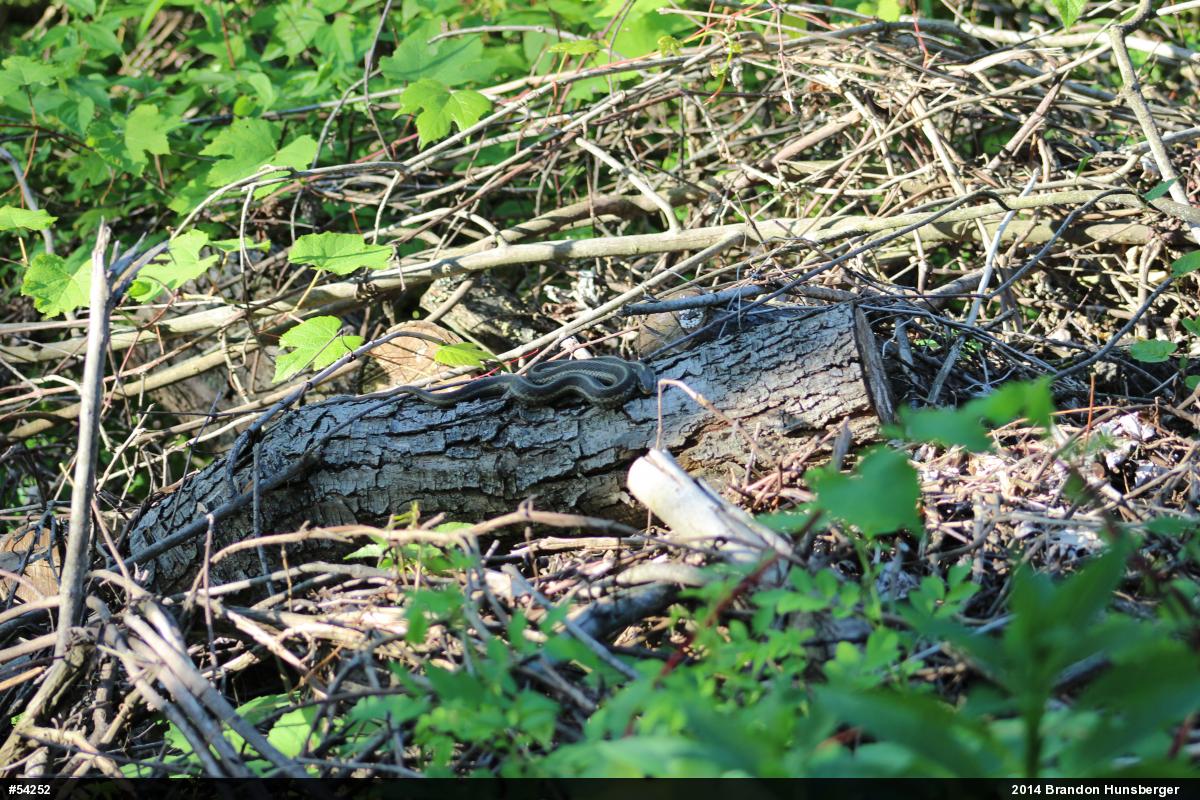 Eastern Gartersnake