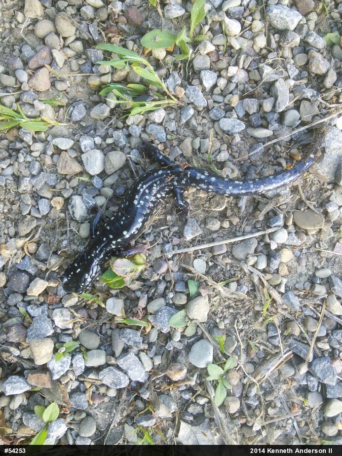 Northern Slimy Salamander
