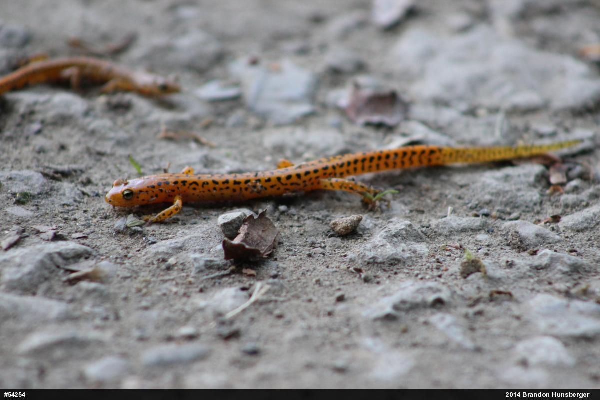 Eastern Long-tailed Salamander