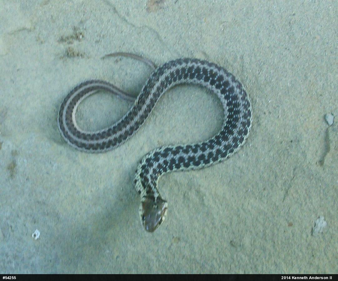 Eastern Gartersnake