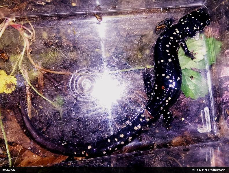 Northern Slimy Salamander