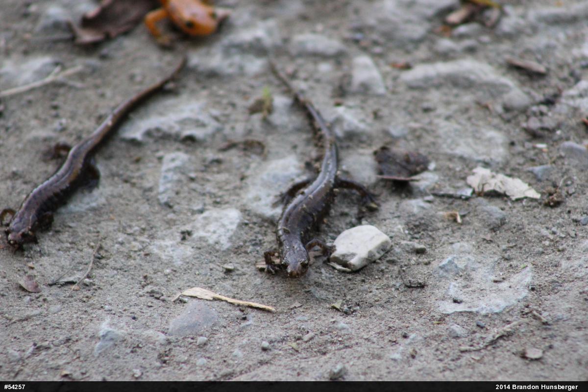 Allegheny Mountain Dusky Salamander