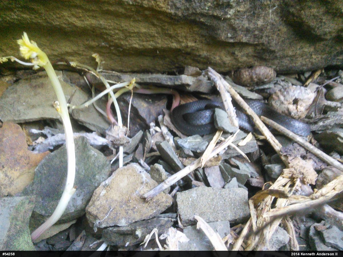 Northern Ring-necked Snake