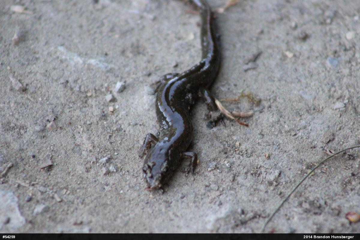 Northern Dusky Salamander