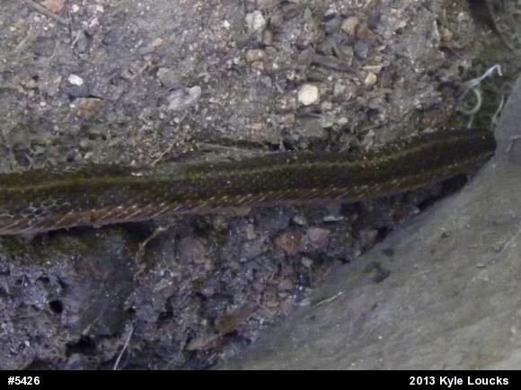 Eastern Gartersnake