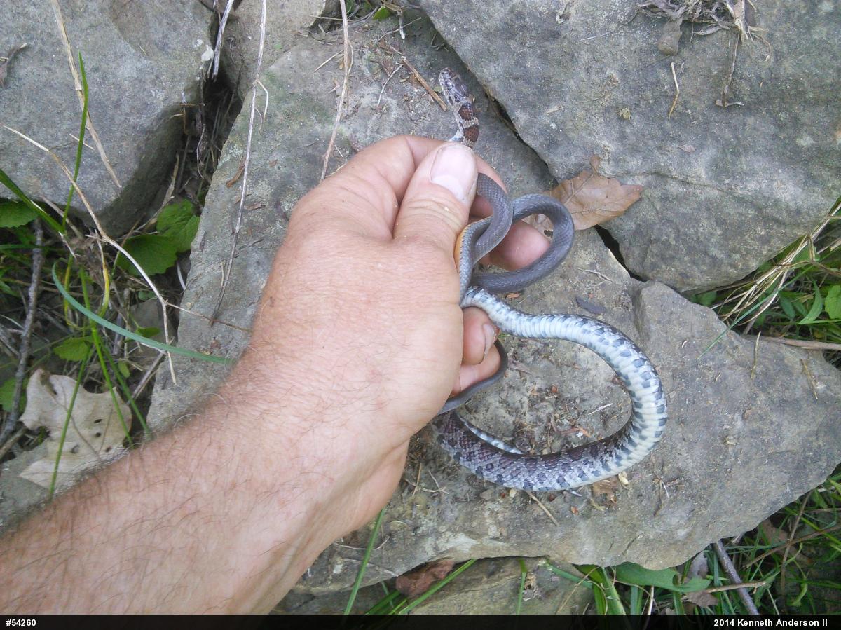Northern Ring-necked Snake