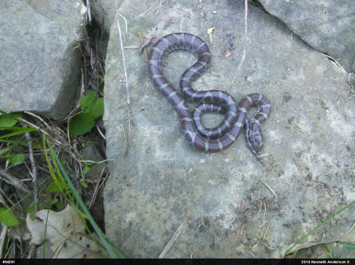 Eastern Milksnake