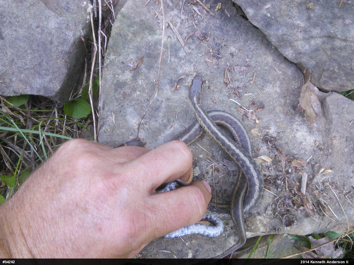 Eastern Gartersnake