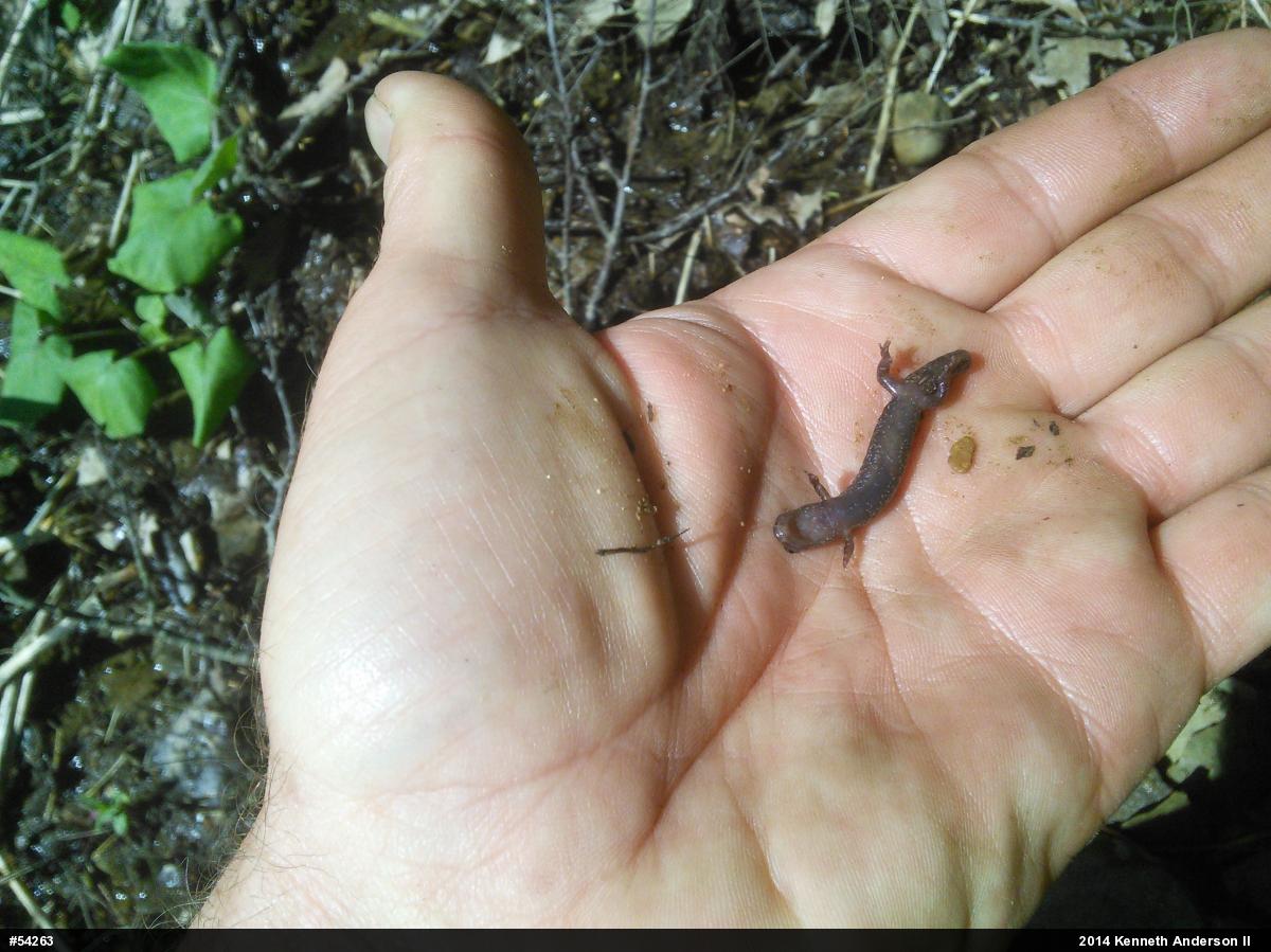 Allegheny Mountain Dusky Salamander