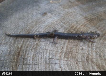 Wehrle's Salamander