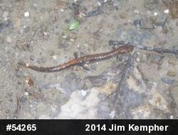 Eastern Red-backed  Salamander