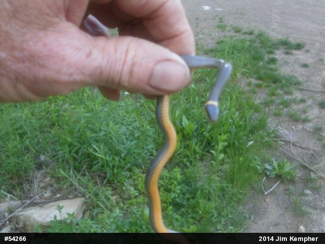 Northern Ring-necked Snake