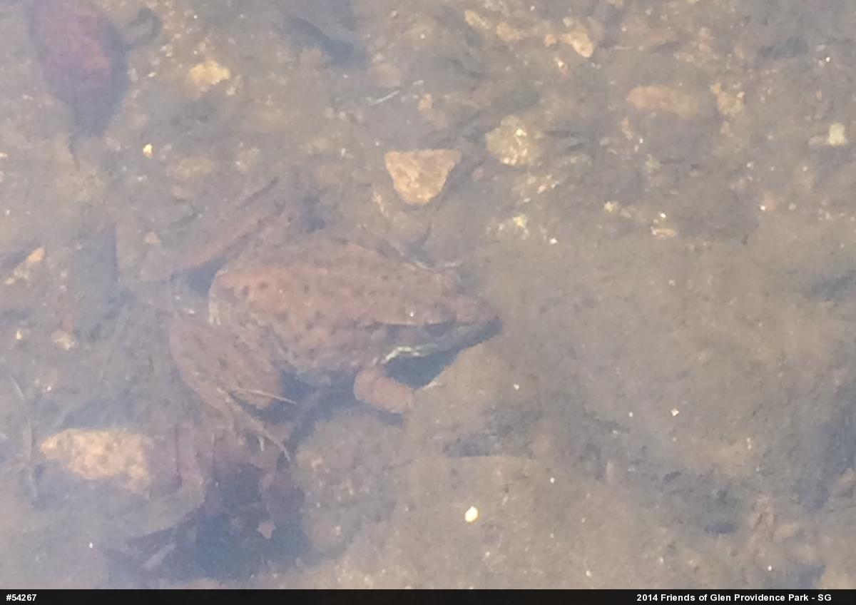 Green Frog