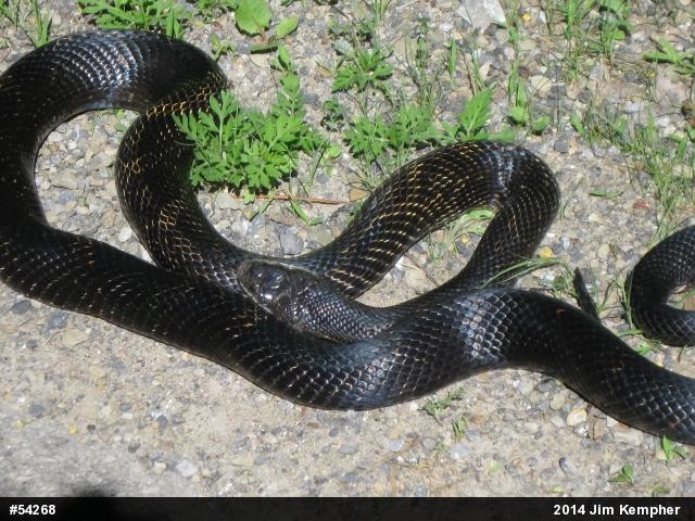 Eastern Ratsnake