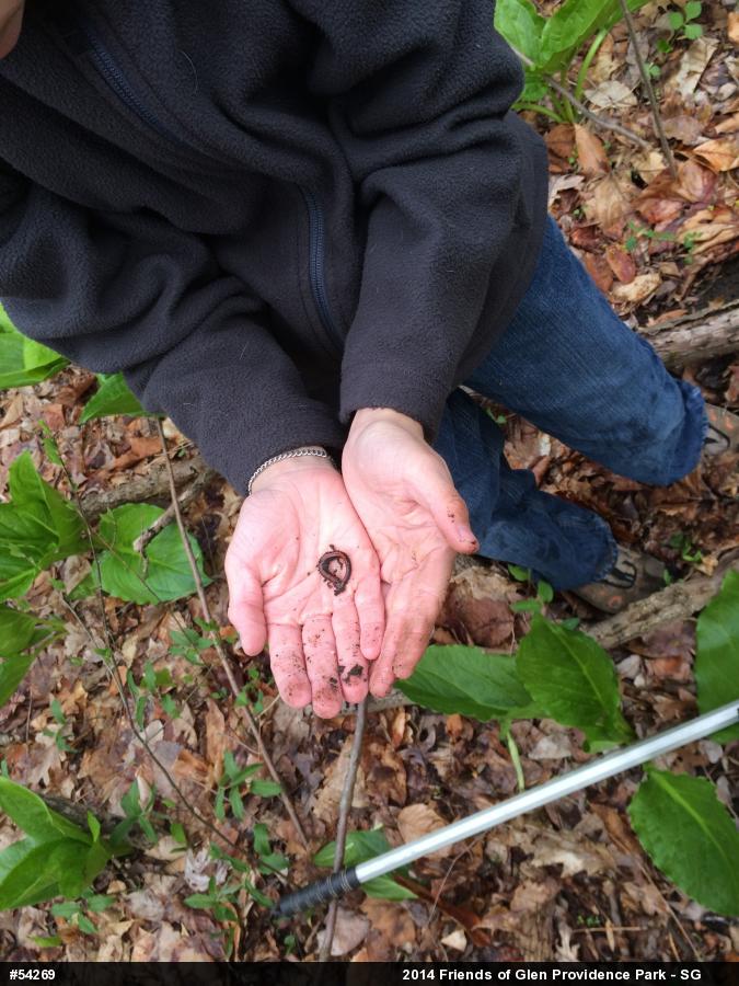 Eastern Red-backed  Salamander