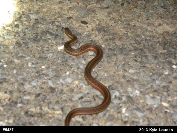 Eastern Gartersnake