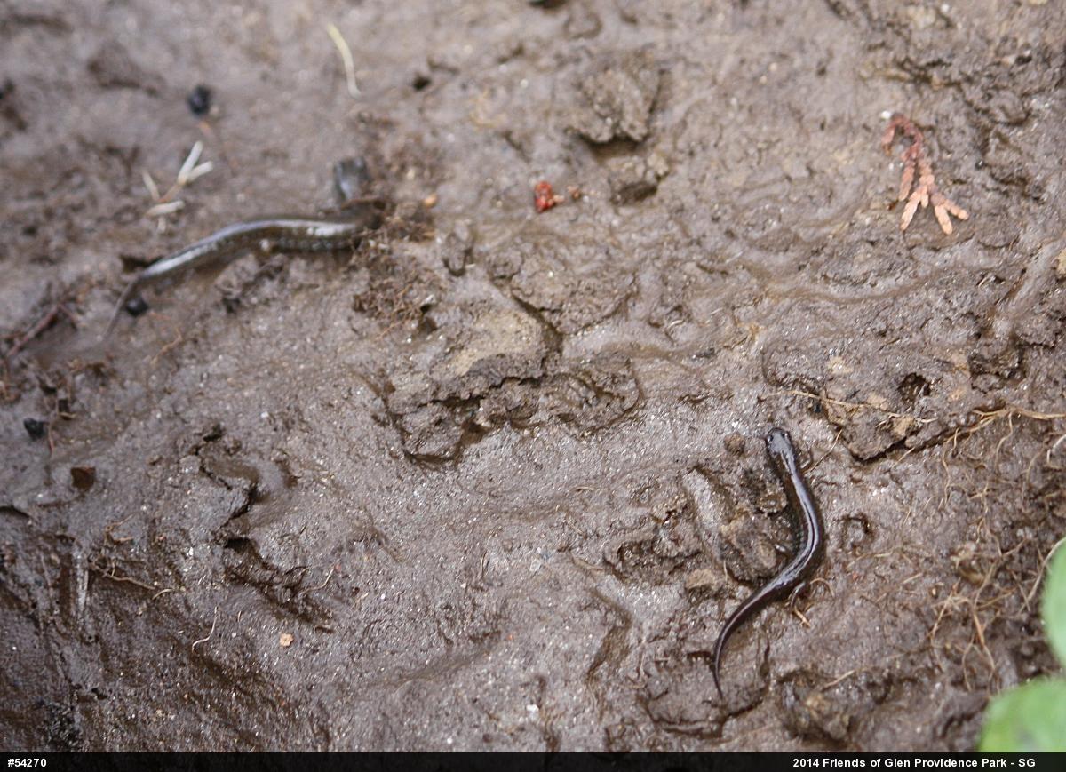 Northern Dusky Salamander