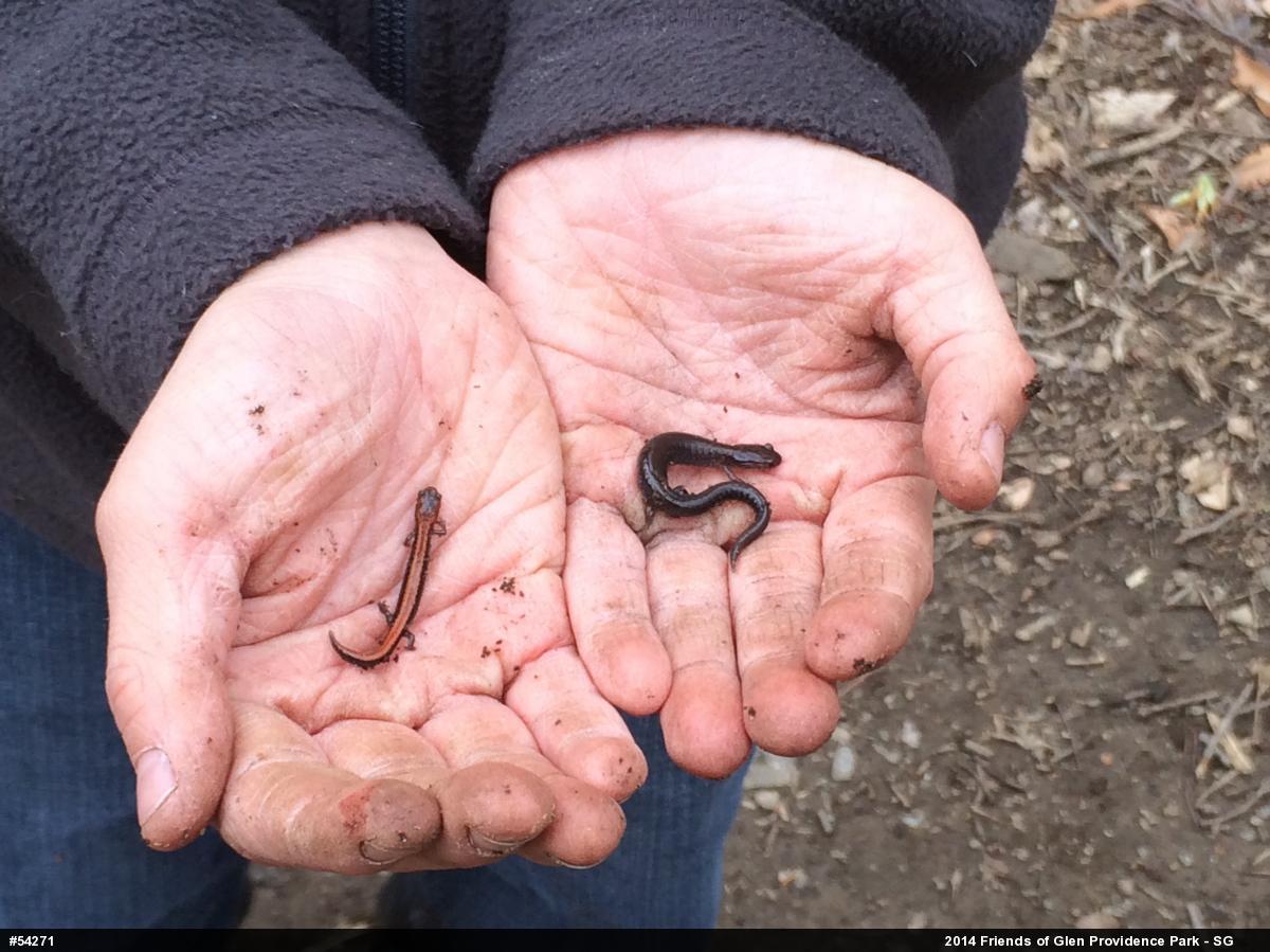 Eastern Red-backed  Salamander