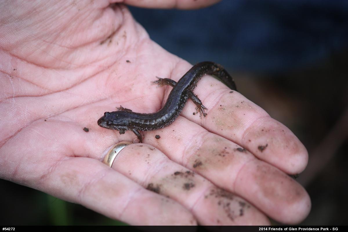 Northern Dusky Salamander