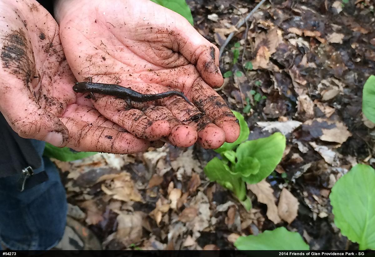 Northern Dusky Salamander