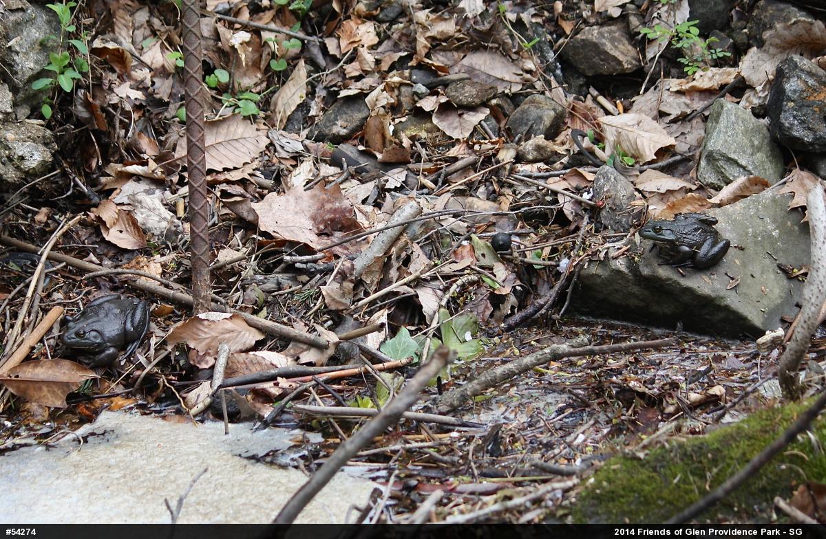 American Bullfrog