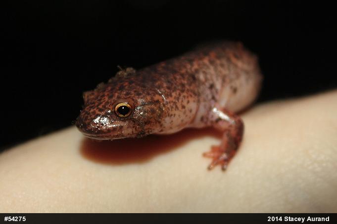 Northern Red Salamander