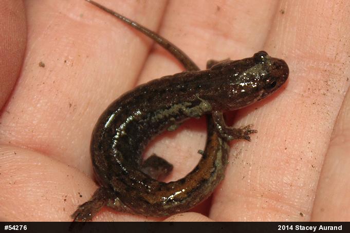 Northern Dusky Salamander