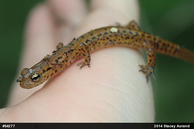 Eastern Long-tailed Salamander