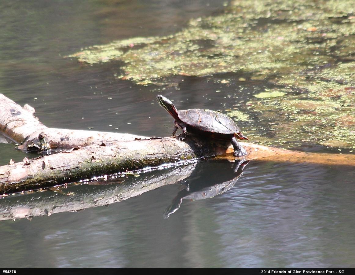 Painted Turtle