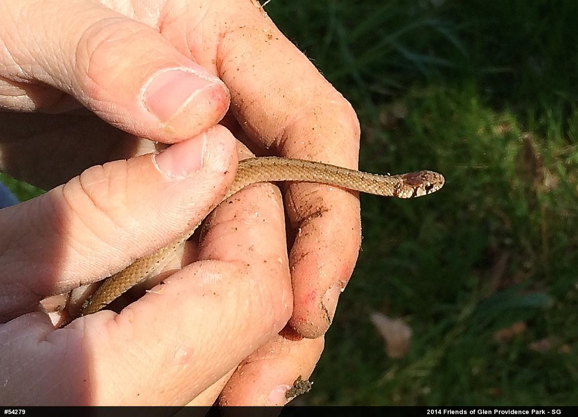 Dekay's Brownsnake
