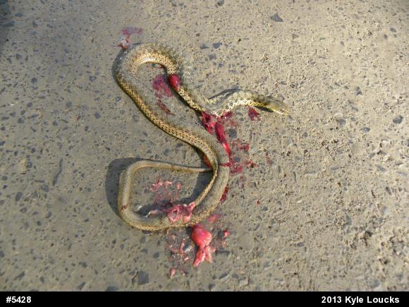 Eastern Gartersnake